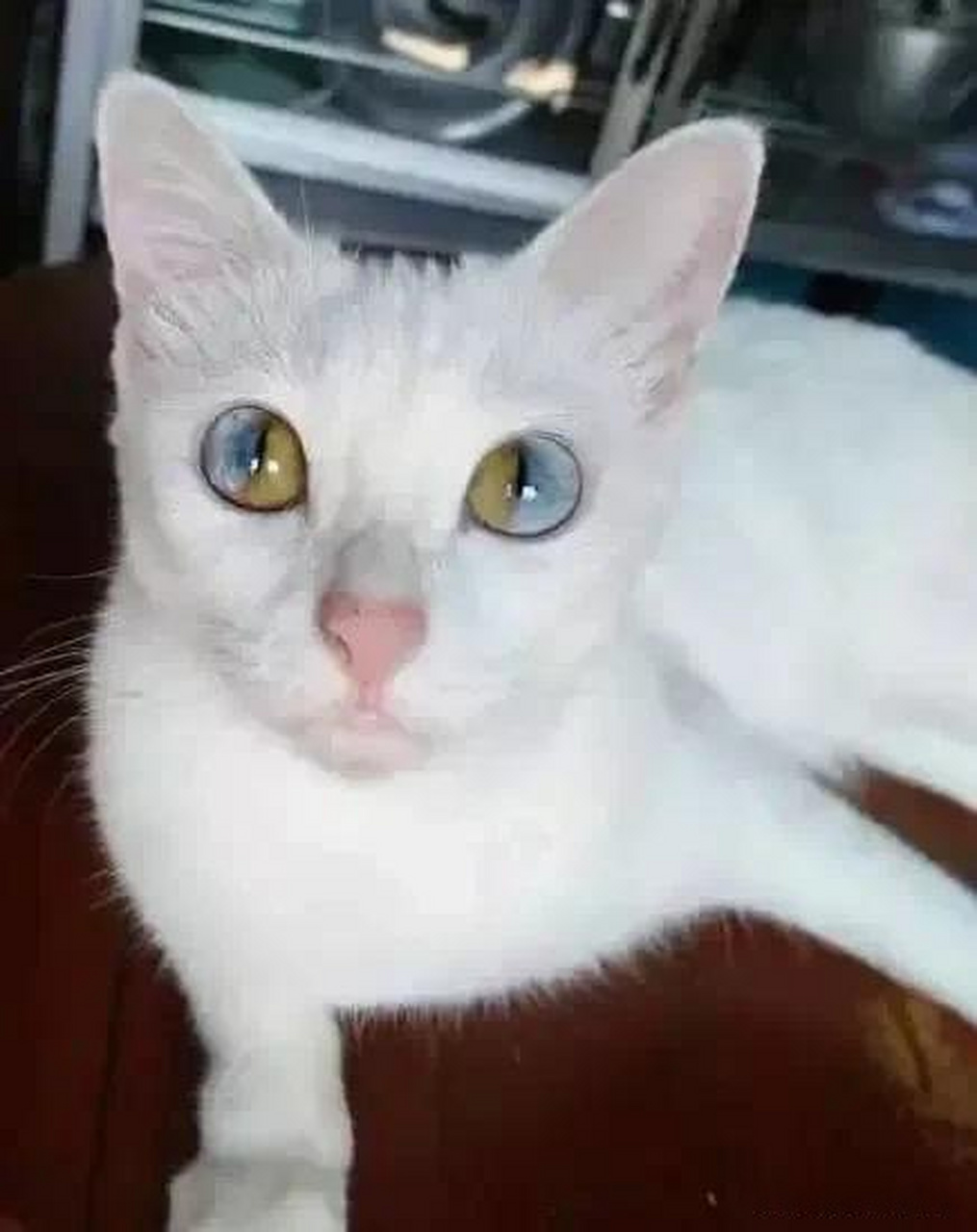 这样的异瞳猫,你一定没见过!
