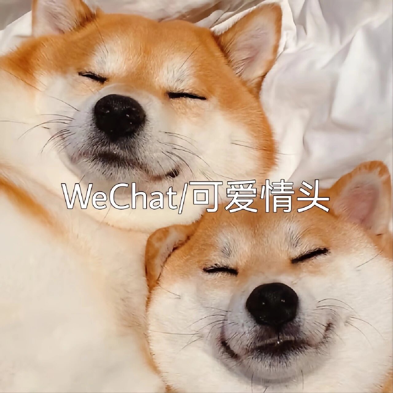 柴犬情侣头像