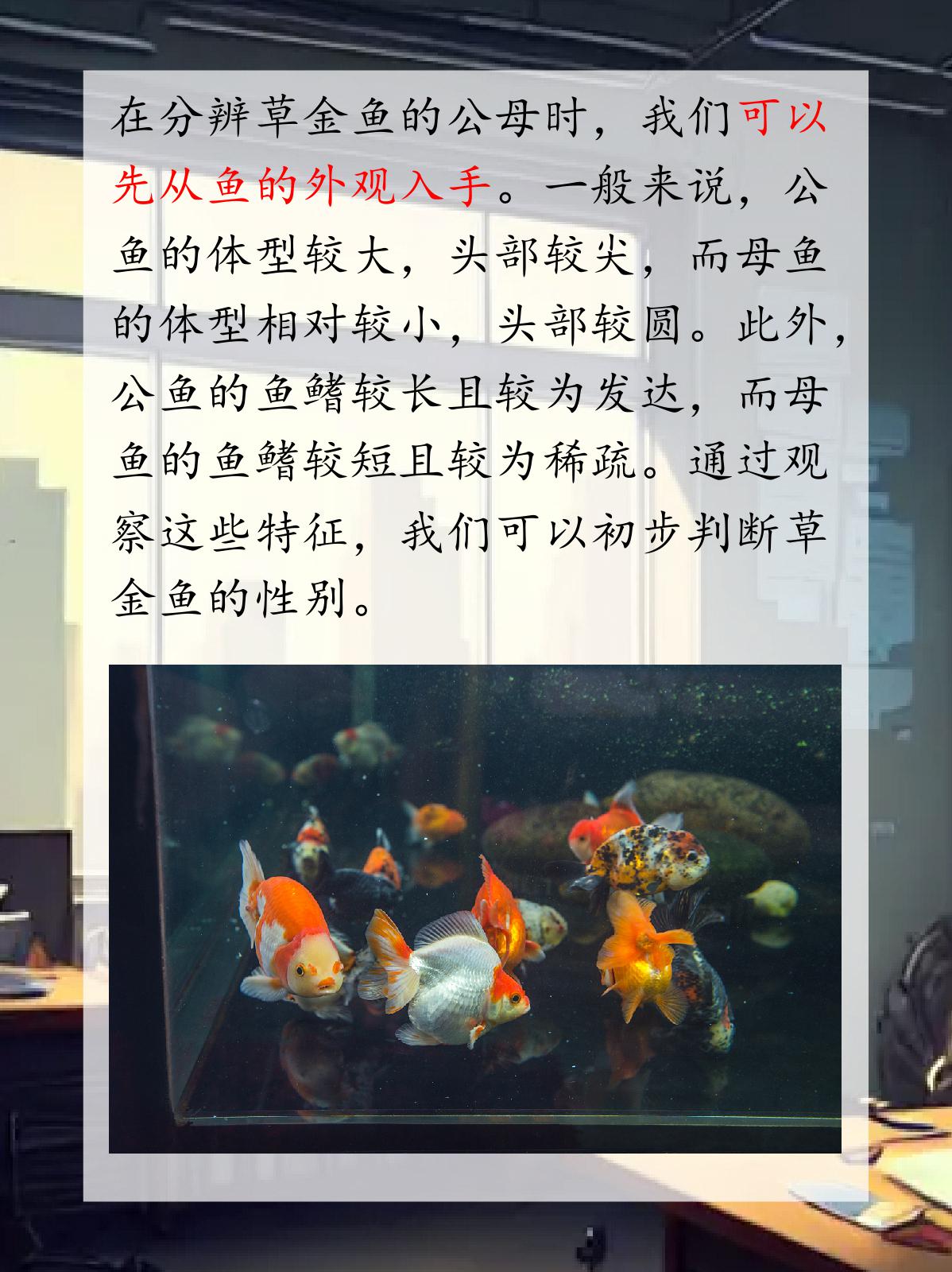 草金鱼怎么分辨公母