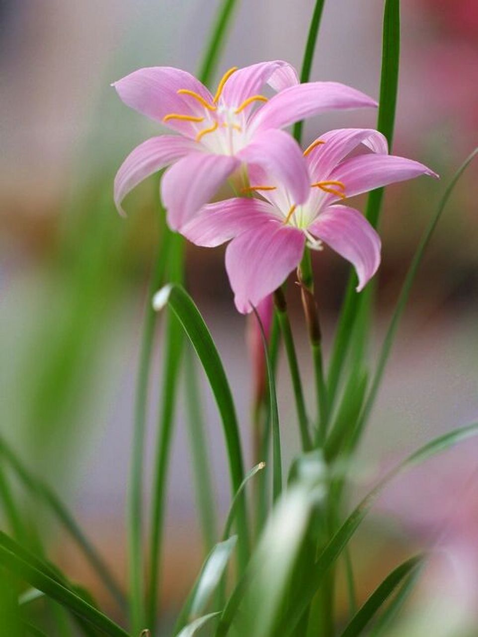 每天认识一种花材—风雨兰 花语 96纯洁的爱:风雨兰多为纯白色,代表