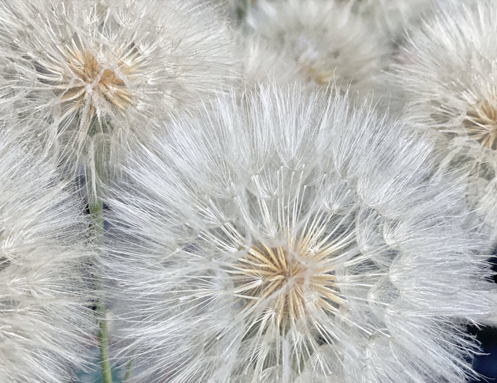 是菊科婆罗门参属植物 养蒲公英有点像买彩票,买到好的就开得好,有