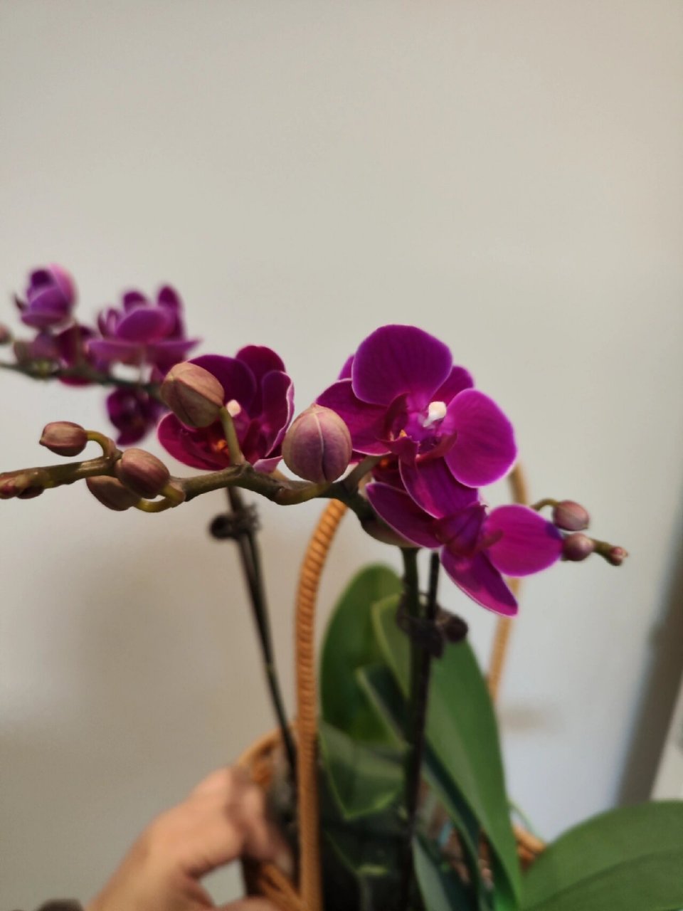 蝴蝶兰小草莓 深玫红色,带银边,和甜草莓有点像,甜草莓不带银边.