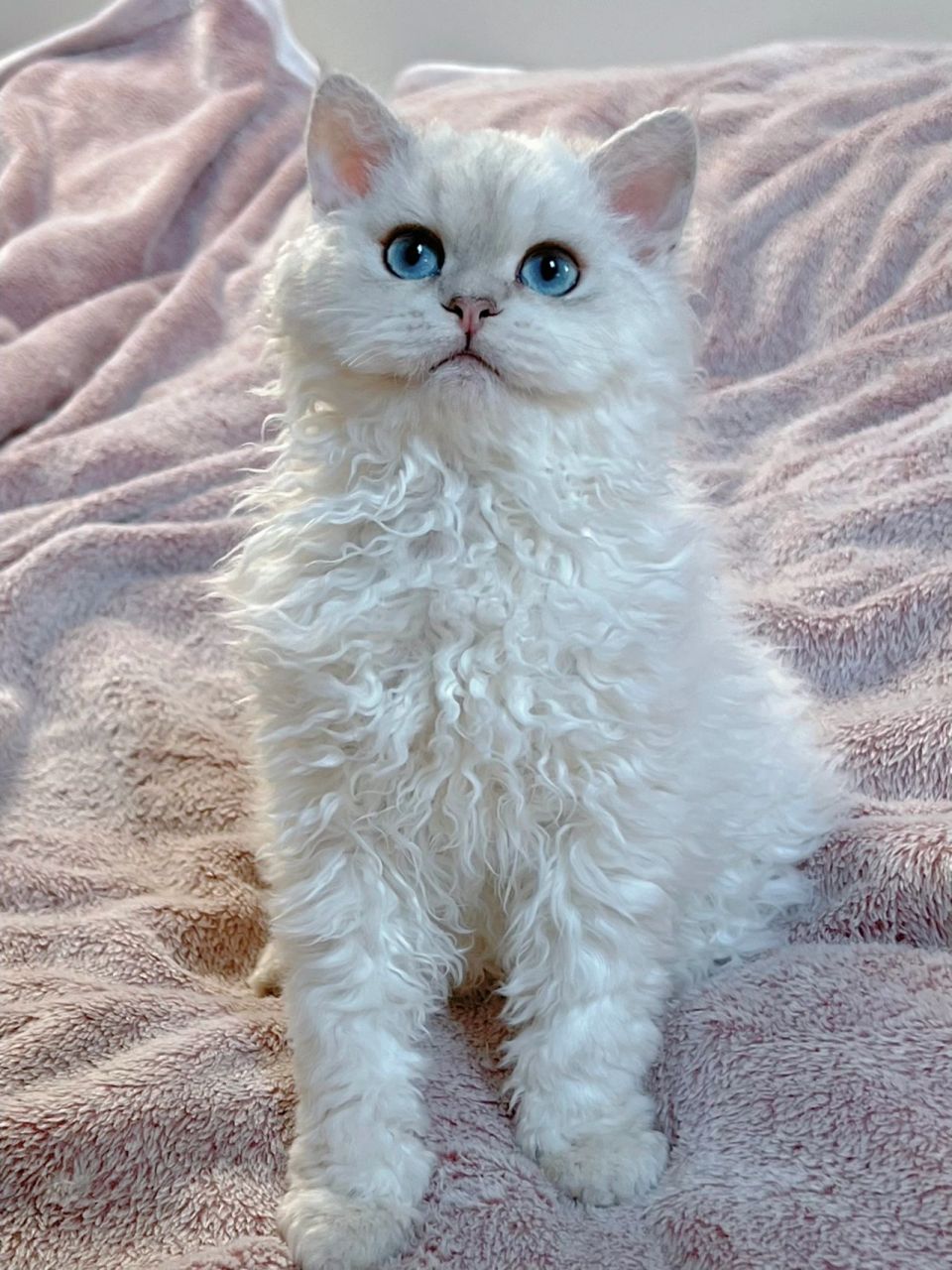 请感受一下稀有色塞尔凯克卷毛猫的魅力! 我们不是纯白的塞凯rex哦!