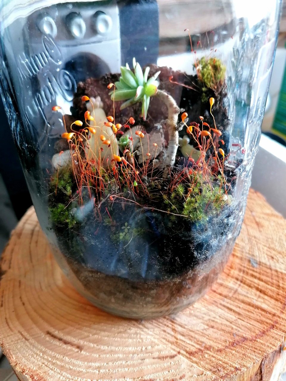 密封生态瓶 第一次制作这种密封生态瓶,希望能顺利的一直活下去!