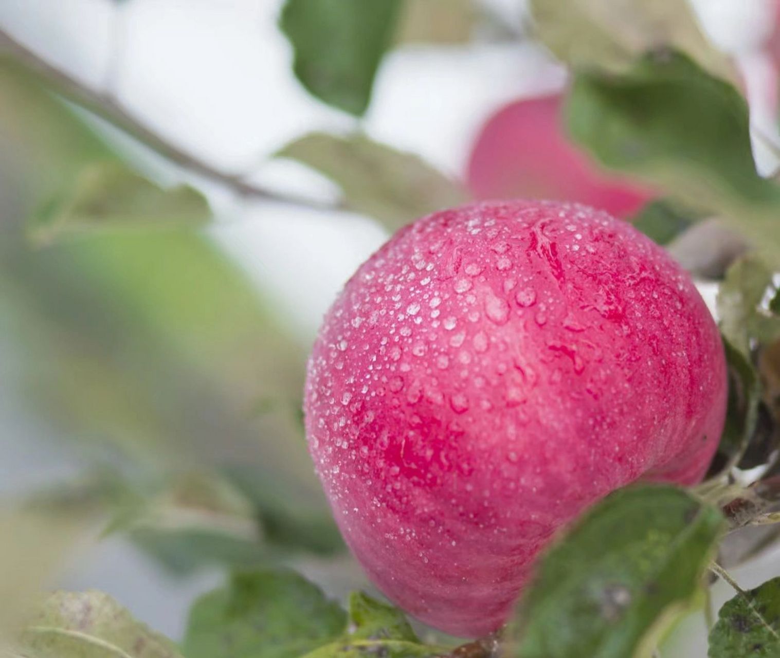 国货之光~瑞雪 瑞阳苹果 一个苹果好不好吃,衡量标准不止是糖度,更