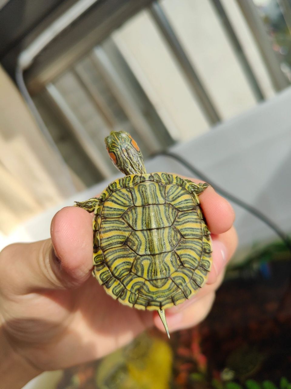 不一样的巴西龟——格兰德彩龟