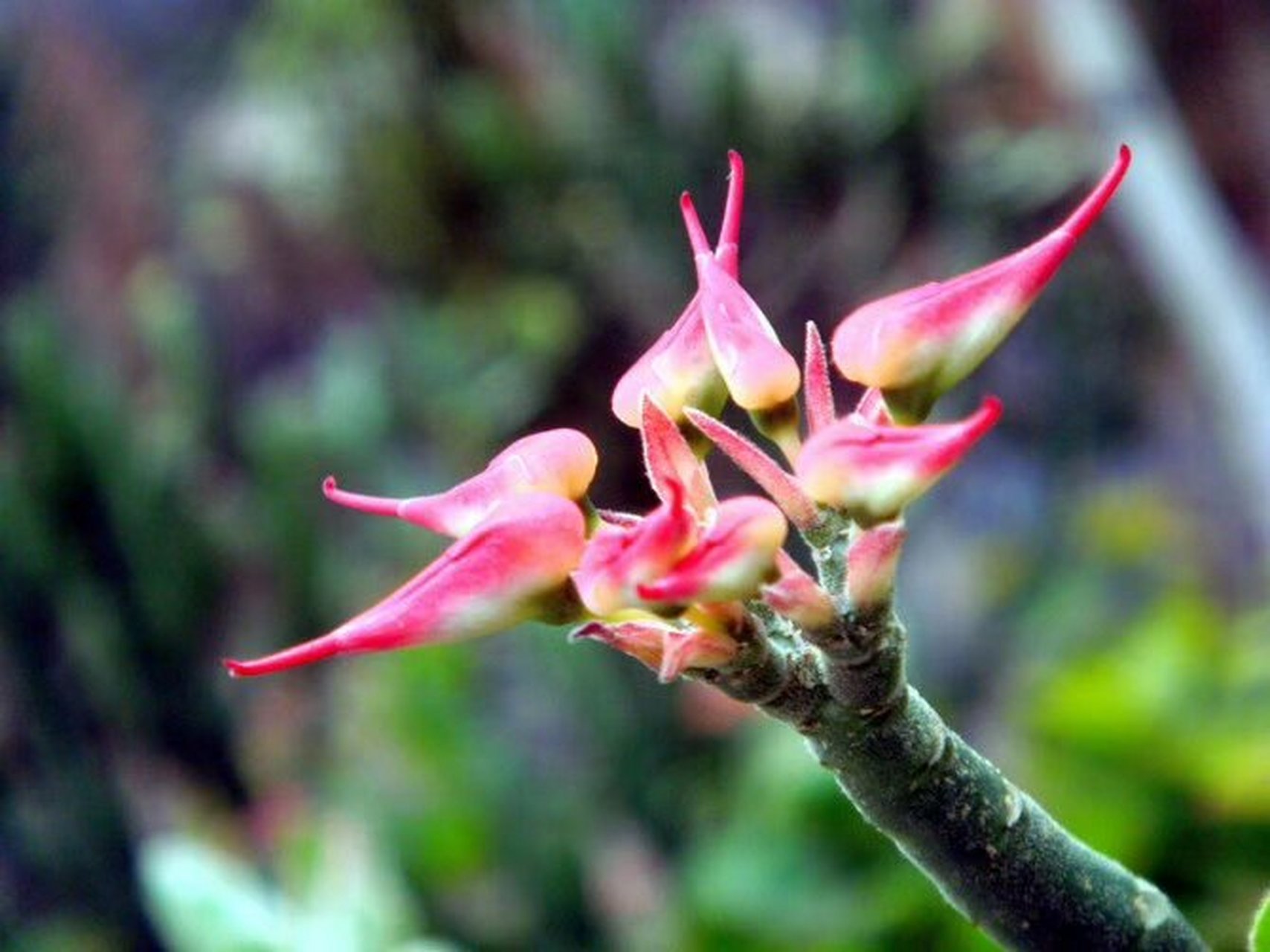 红雀珊瑚04 以前在植物园拍的几张红雀珊瑚只知其名,不知其祥,原来