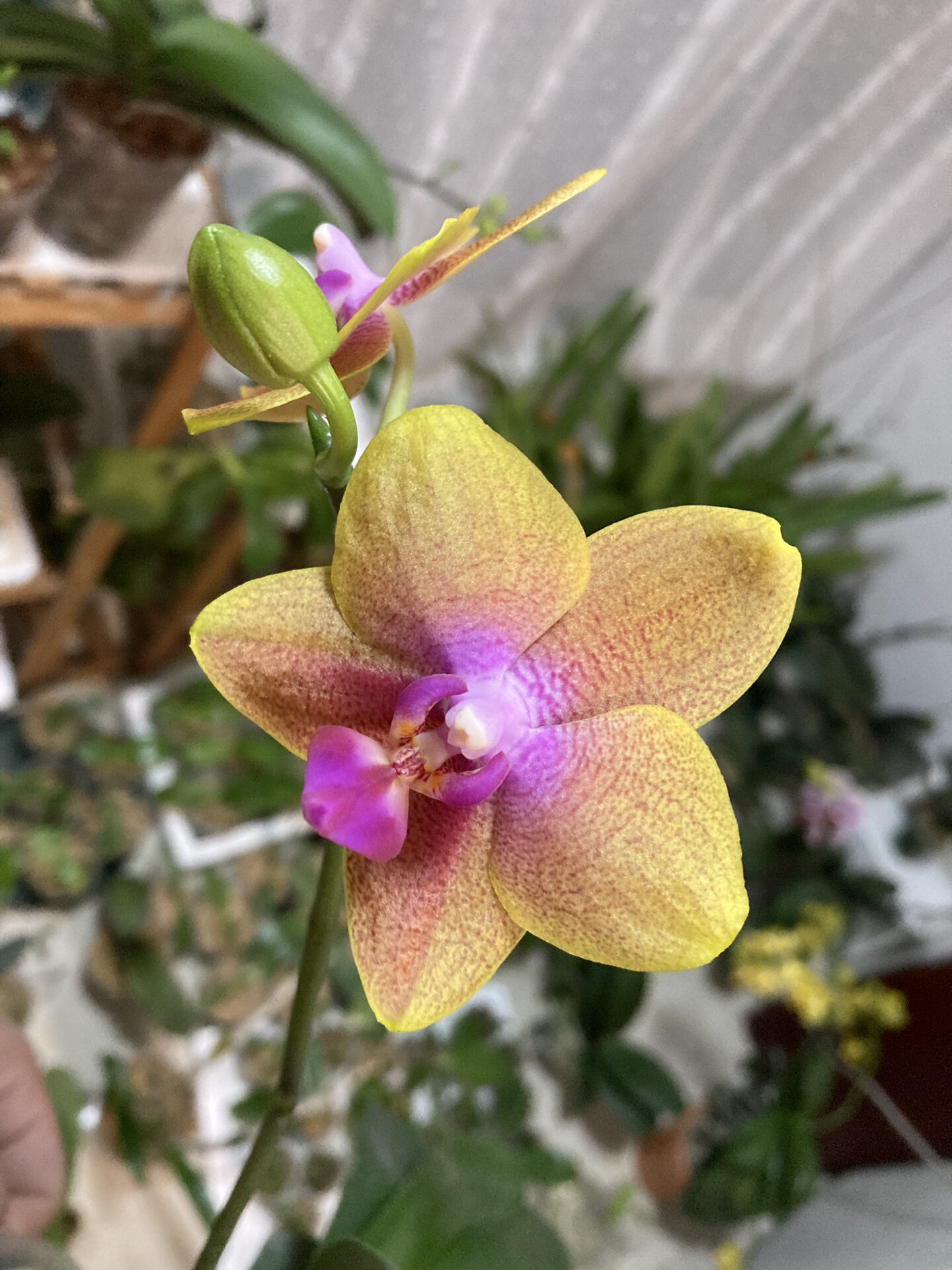 蝴蝶兰沙拉黄金