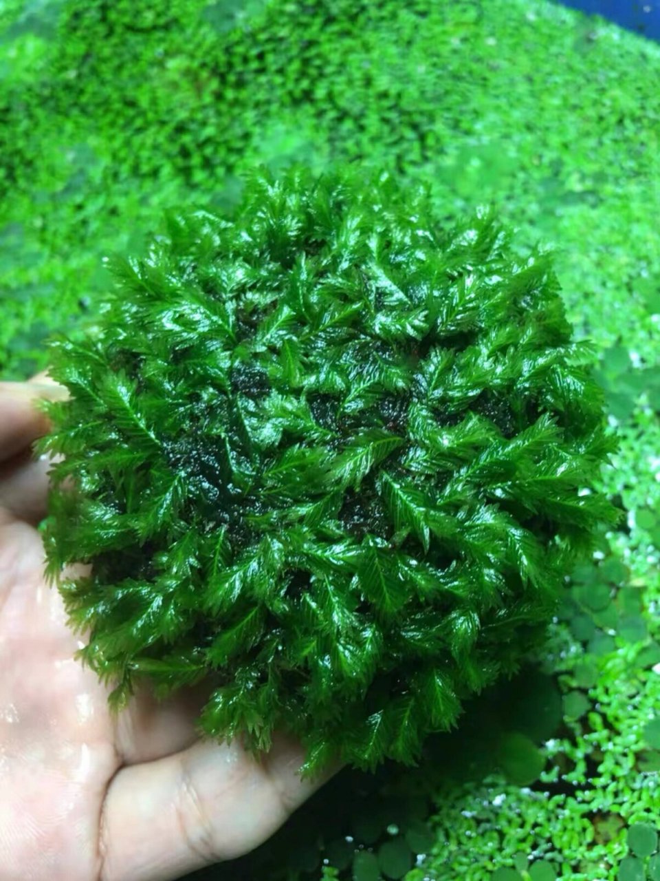 懒人莫斯水草好养前景草 散装垂泪莫斯,凤尾莫斯片,莫斯半球,阴性水草