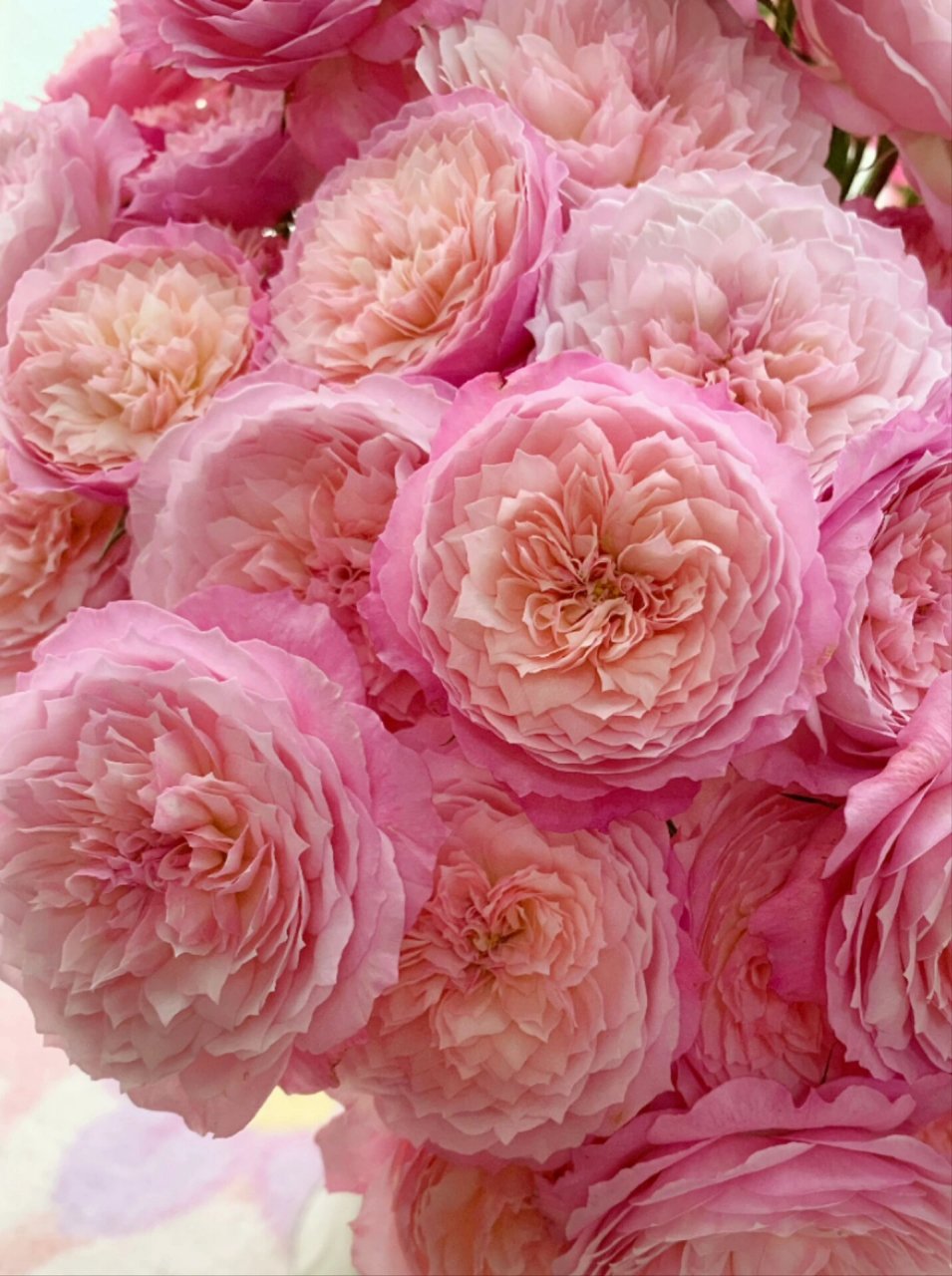 每天带你认识一种花12|康斯坦茨 今日识花93康斯坦茨 	 94