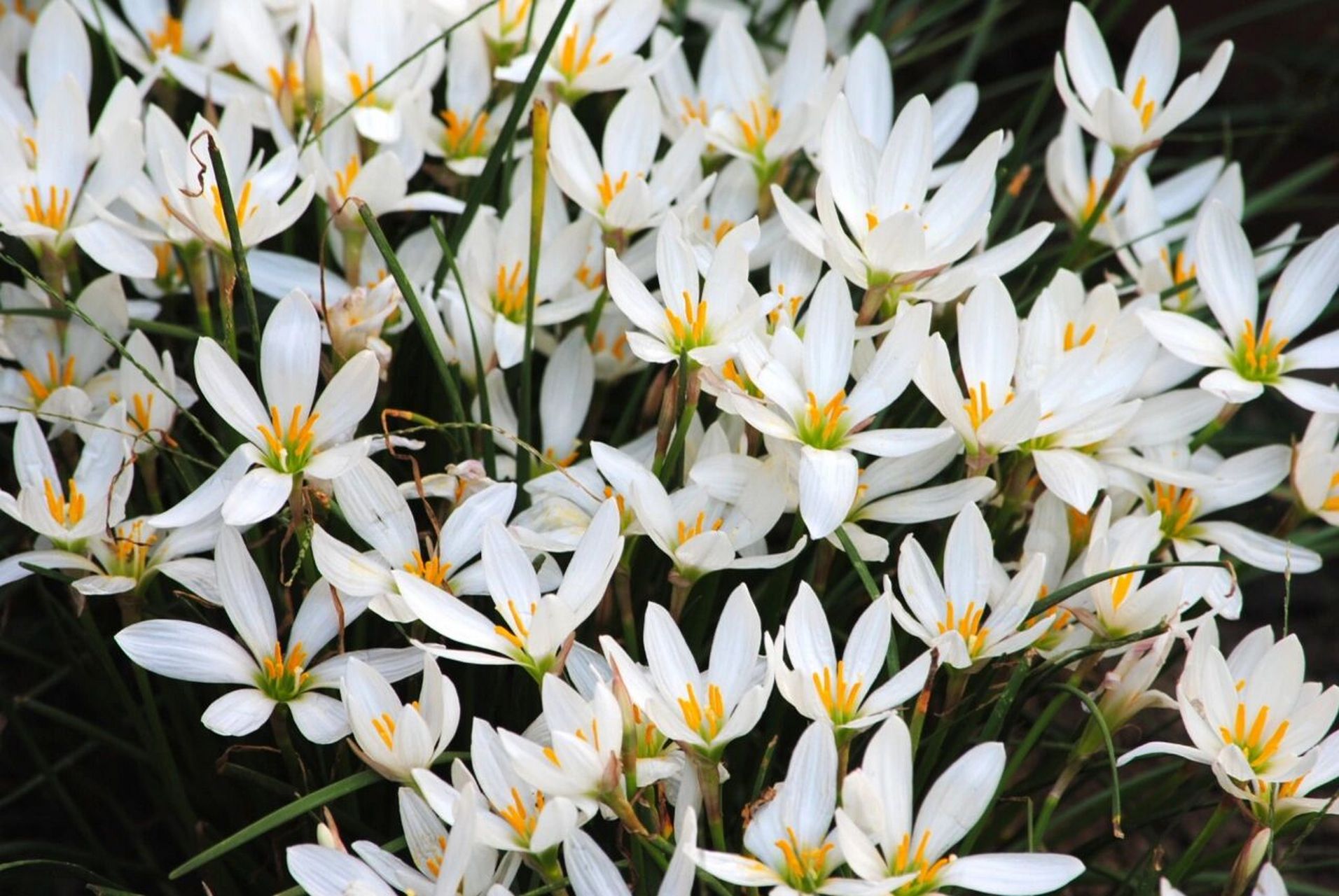 养花日常之葱兰 hello~今天呢,讲一种草坪类花花,不开花时跟草一模一