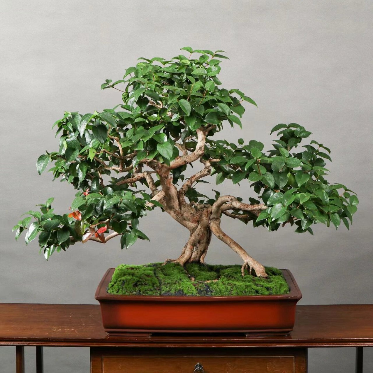 巴西红果 大满冠,原生老桩巴西红果盆景