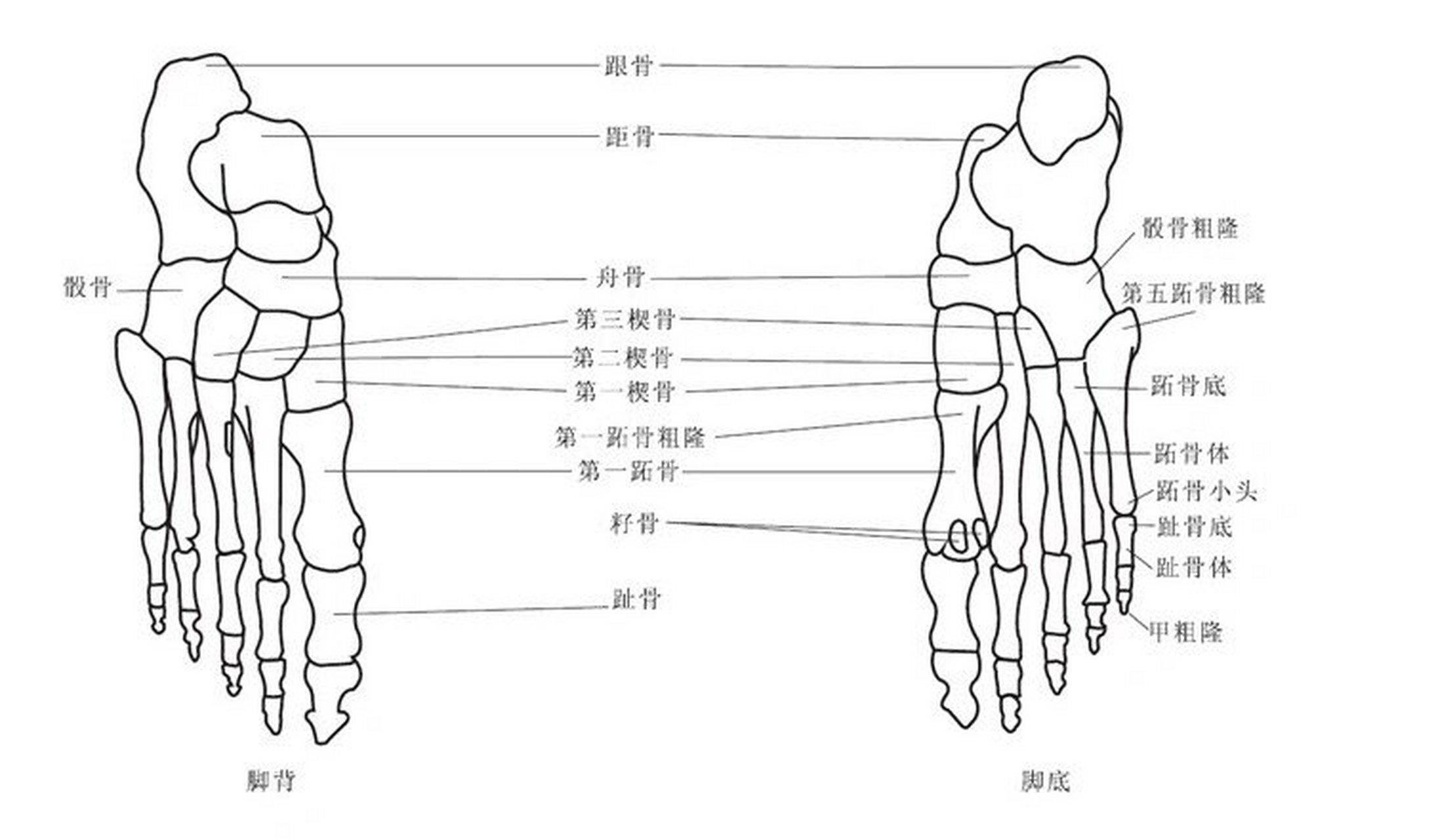 脚部骨骼构造图  脚背骨骼构造 分三部分 分别的骨头名称.