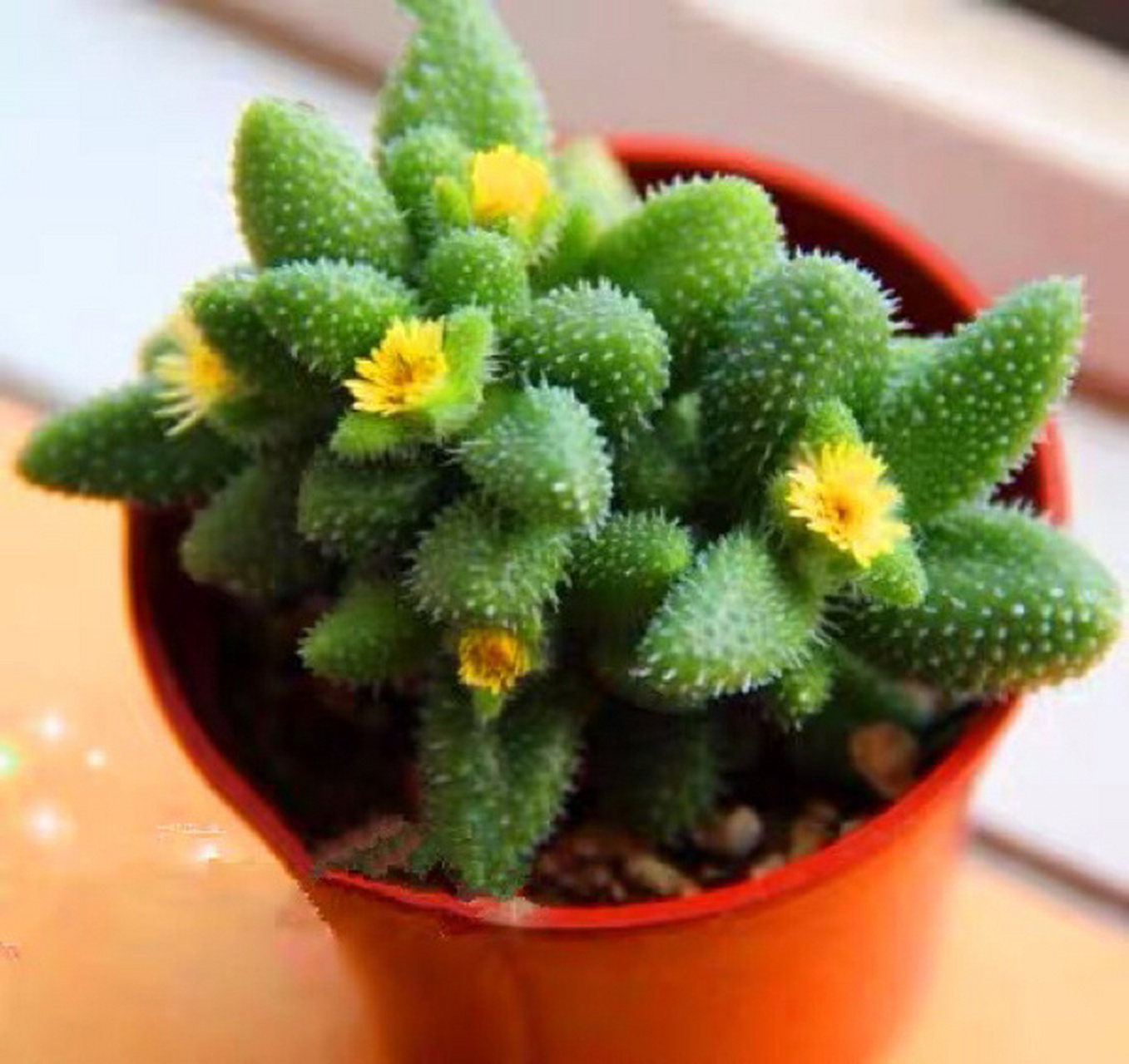 7715每天认识一款多肉9591|雷童| 78雷童又叫做刺叶露子花