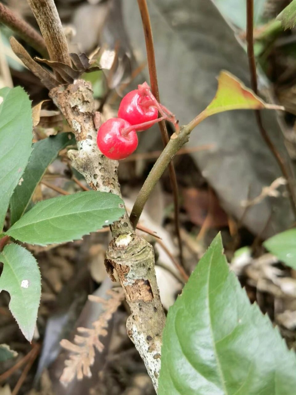 紫金牛 紫金牛,报春花科,紫金牛属.低矮植株,上百,山地野生成片.