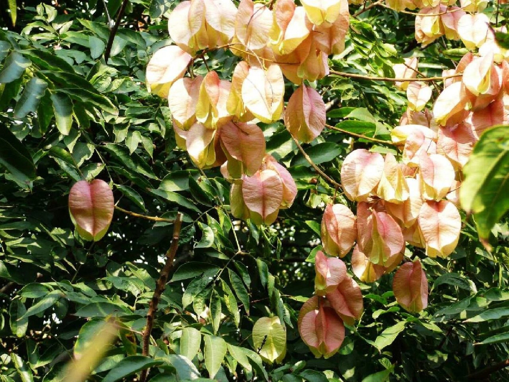 栾树,别名:摇钱树,木栾,栾华,灯笼树 栾树是无患子科,栾树属植物.