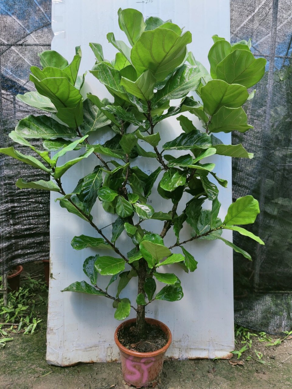 超大型艺术老桩琴叶榕被大家公认的网红植物 琴叶榕的习性 喜欢阳光