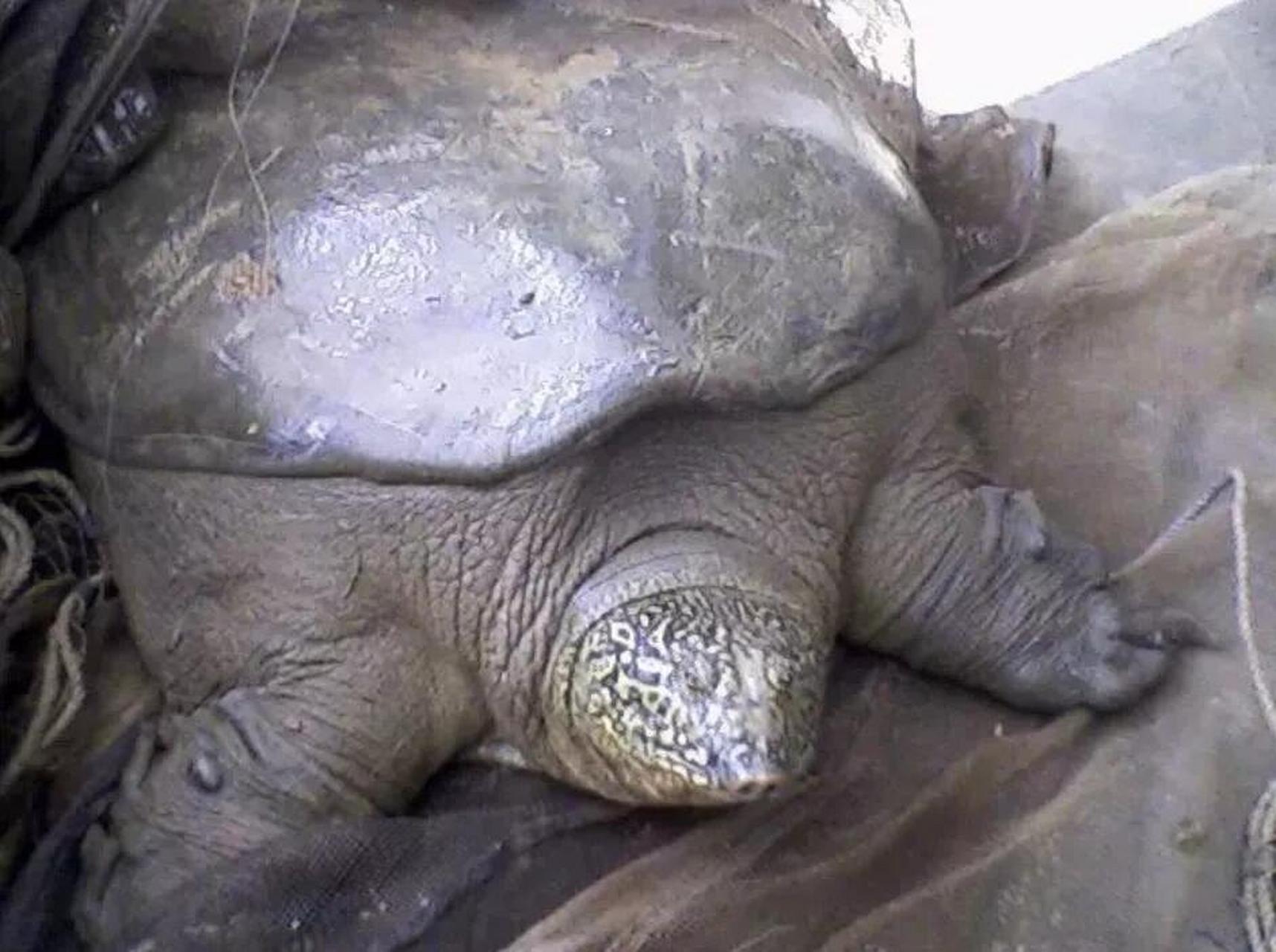 消失的斑鳖  	 92斑鳖(rafetus swinhoei)俗称"癞头鼋",是现存最大