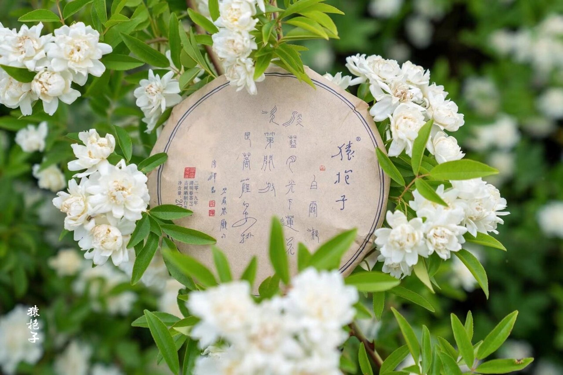 猿抱子03古树白茶 自然晒干的古树白茶 微风走水带来荼蘼花香和淡淡