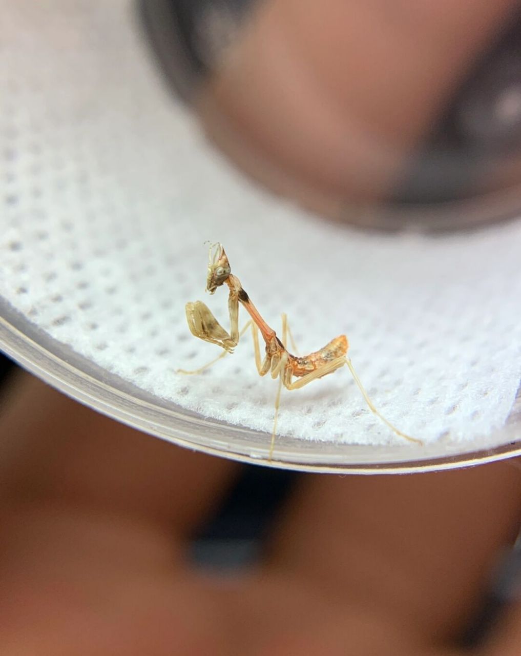 产于新疆荒漠中的螳螂,十分耐旱,低温下还会冬眠[害羞]#昆虫# #螳螂