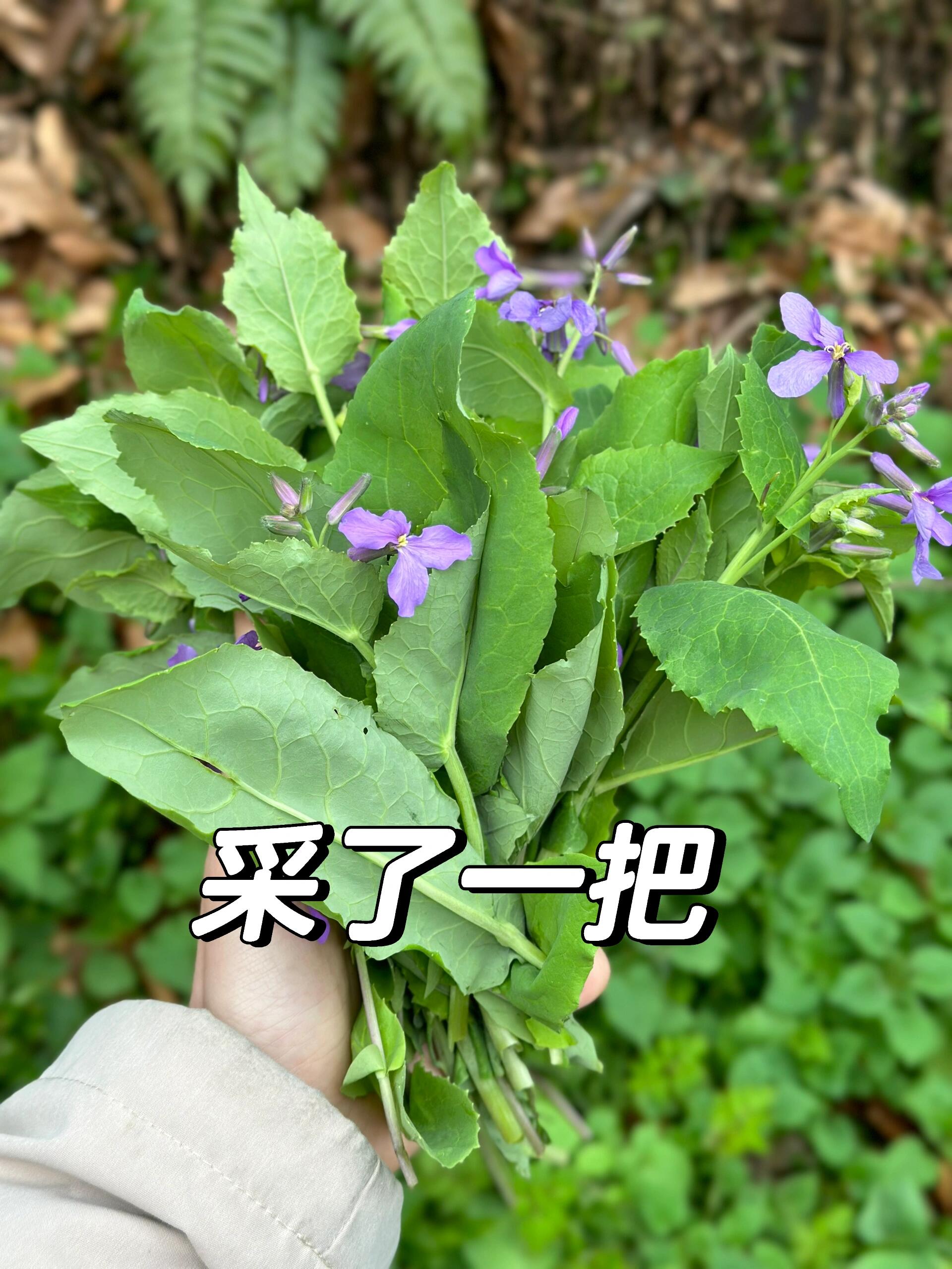 只有二月才有的大野菜二月兰 二月兰