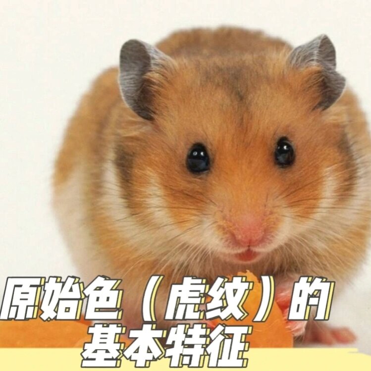 金丝熊原始色(虎纹)的基本特征