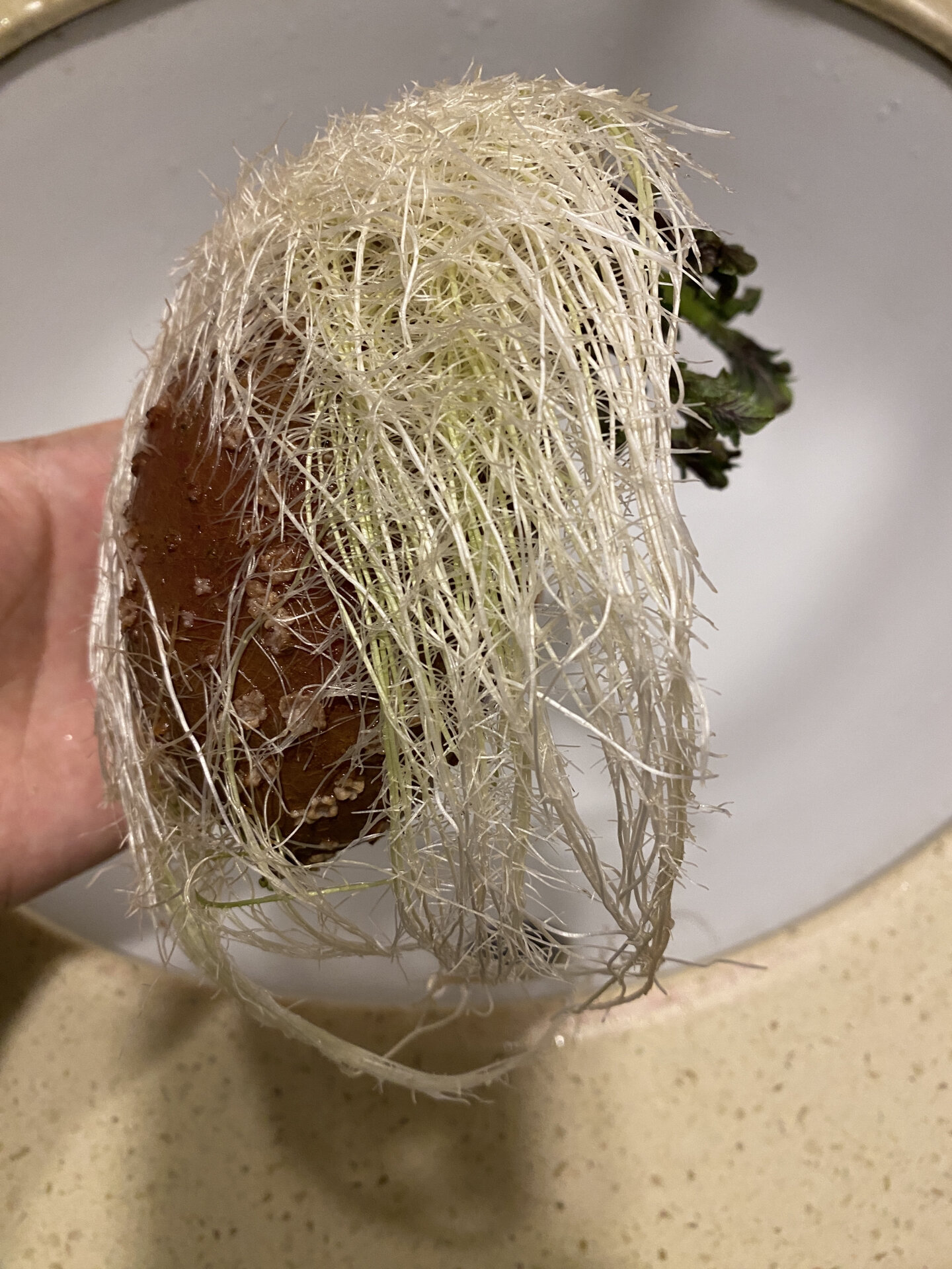 水培土豆发达的根系!