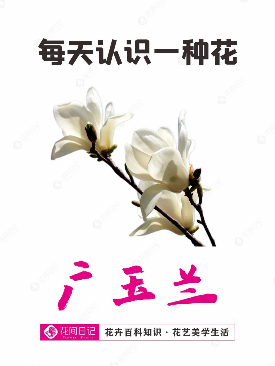 广玉兰的种子很丑?