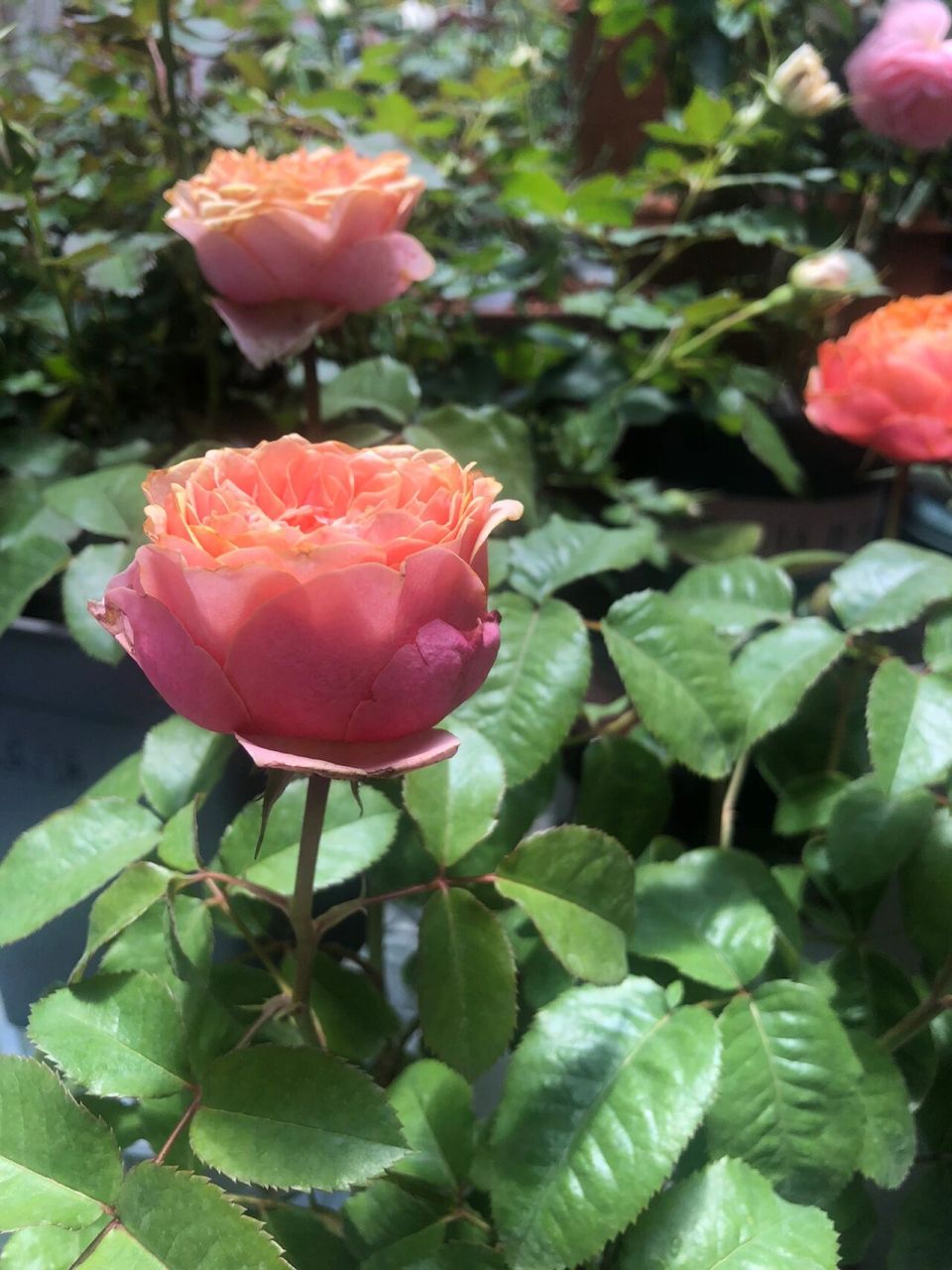 花如其名 珊瑚色花心外层花瓣枚粉色 非常温柔的颜色 耐晒