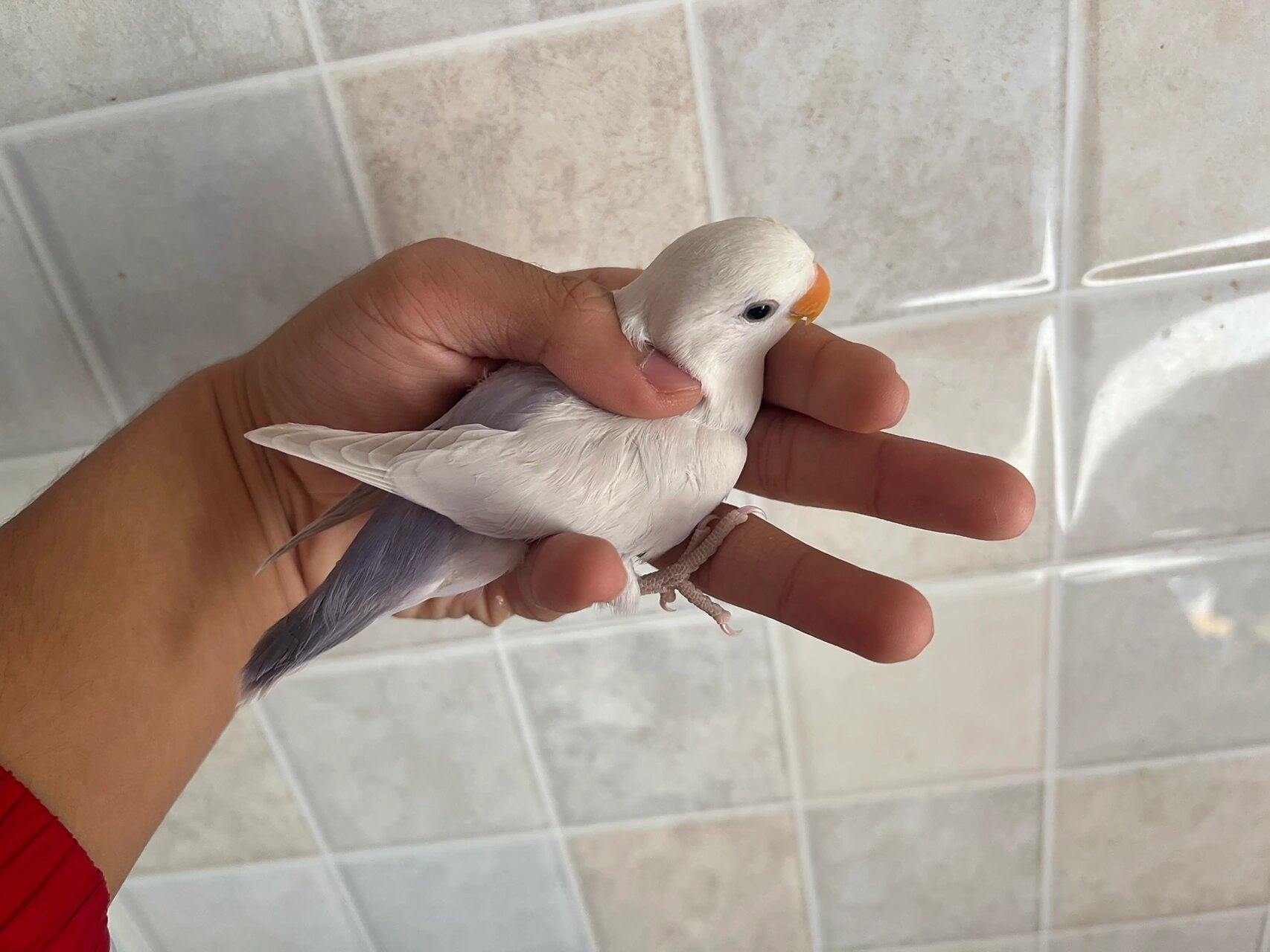 牡丹鹦鹉之 紫面伊莎00 紫面伊莎 这一只紫面伊莎 超级超级壮 拿在