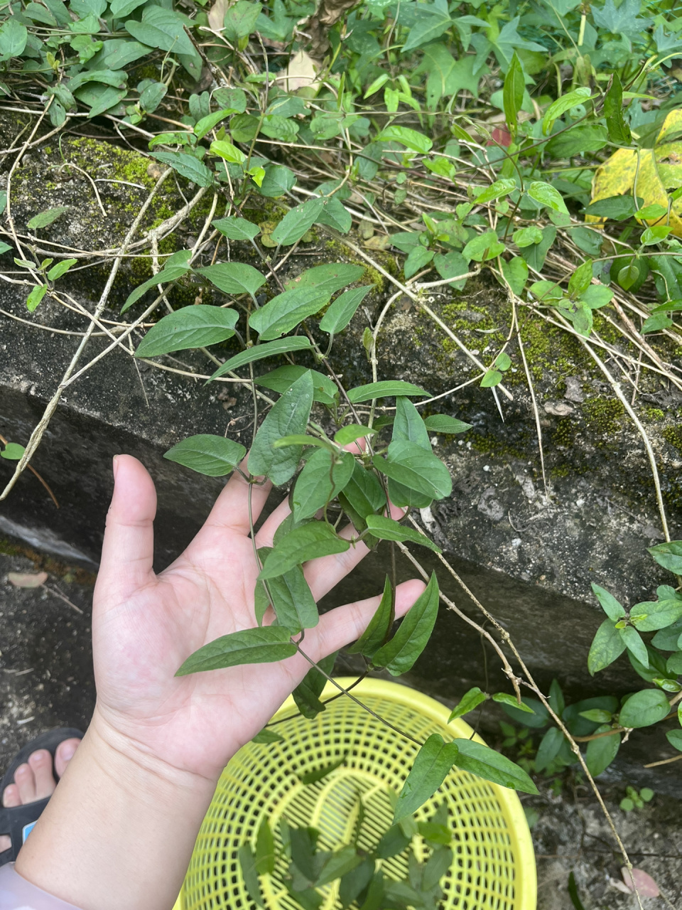 婆婆说小叶种的鸡屎藤非常好