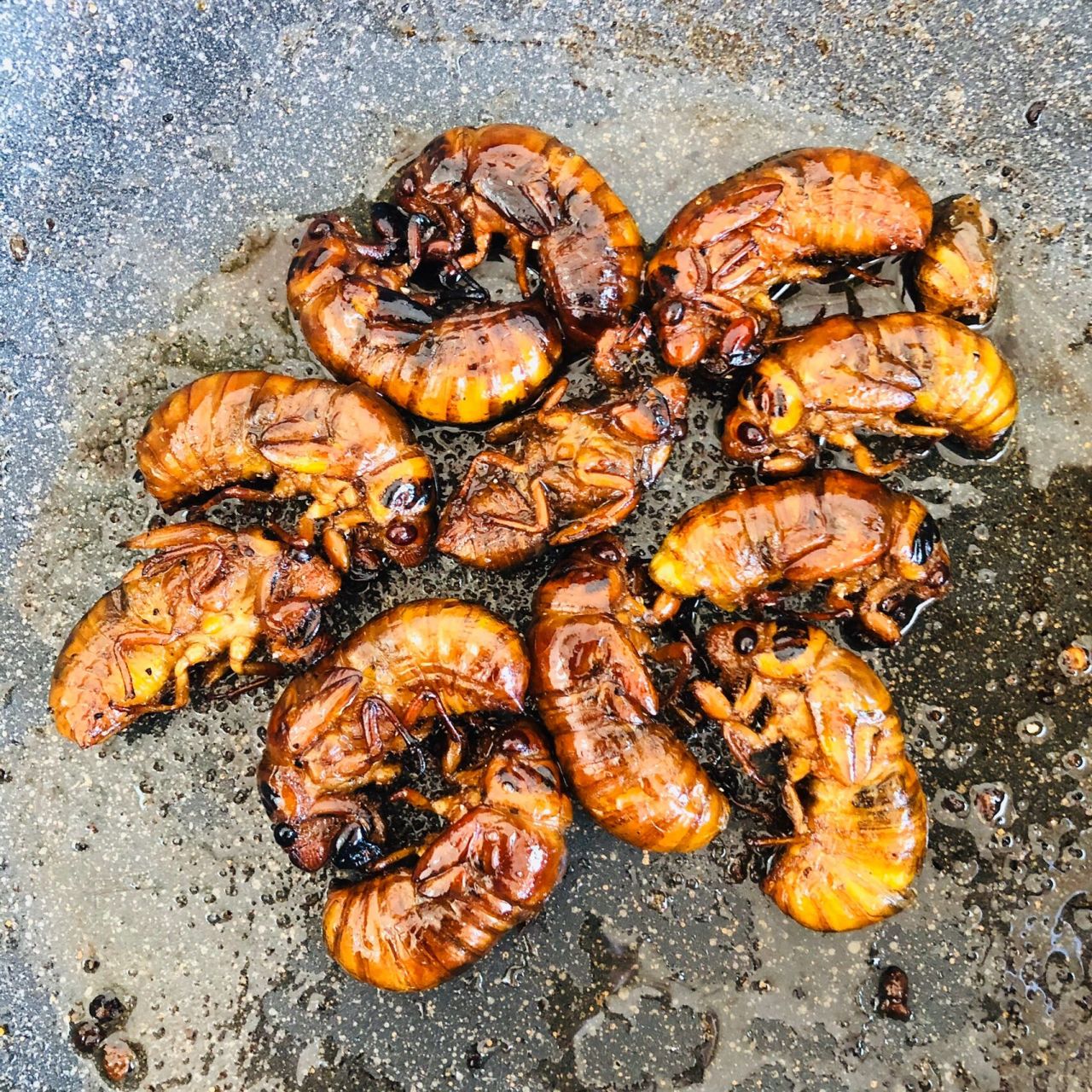 小时候的回忆 # 爬炸(知了猴) 喜欢美食的吃货们可以下手啦