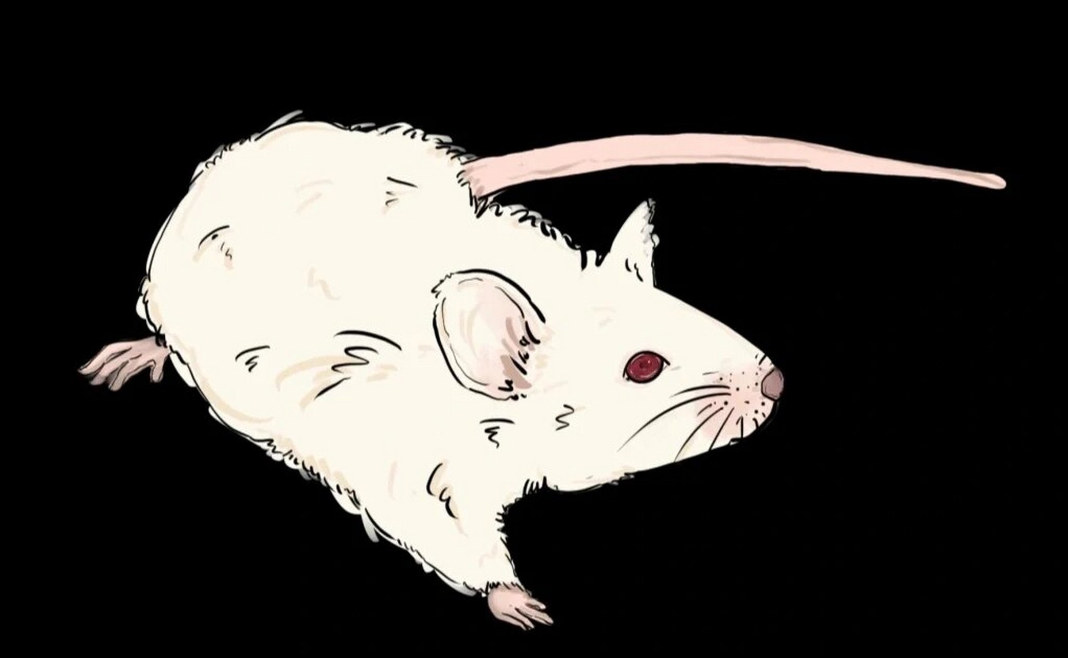 aav小鼠鞘内注射步骤 鞘内注射 ( intrathecal injection, it ) 鞘内