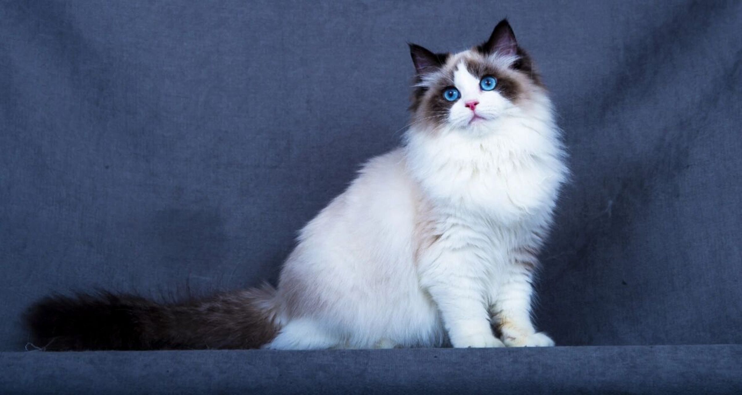 布偶猫眼睛色素表对照 今天看到评论说布偶的眼睛是红色的,在这里要