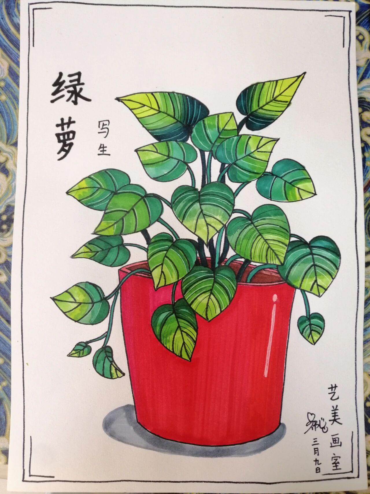 绿萝线描写生图片