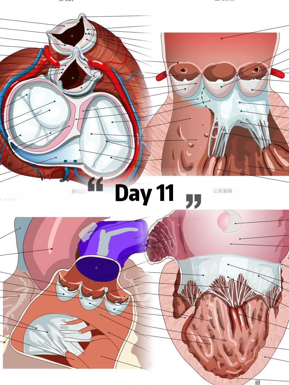 每天坚持学解剖—心脏瓣膜02 02心脏瓣膜位于四个心腔的出口处