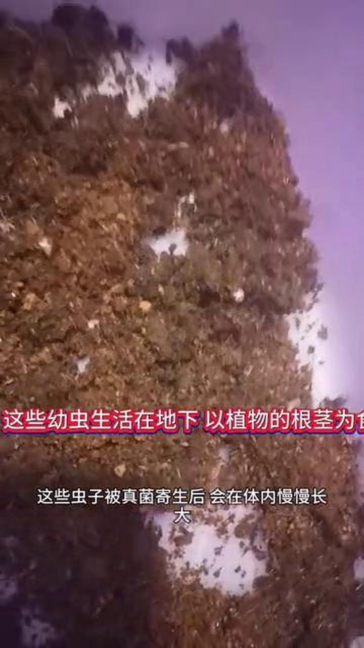 这是刚刚孵化出来的蝙蝠蛾幼虫,它们的数量有上万条,这就是传说中的