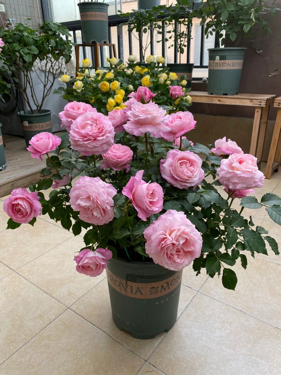 月季海神王 不同季节的海神王