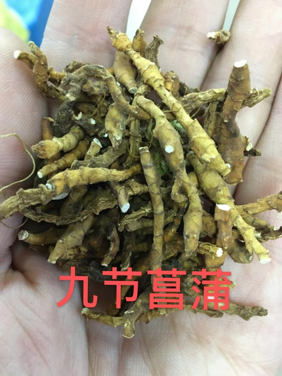 中药—九节菖蒲 性味:辛;温 归经:心,胃经 功能