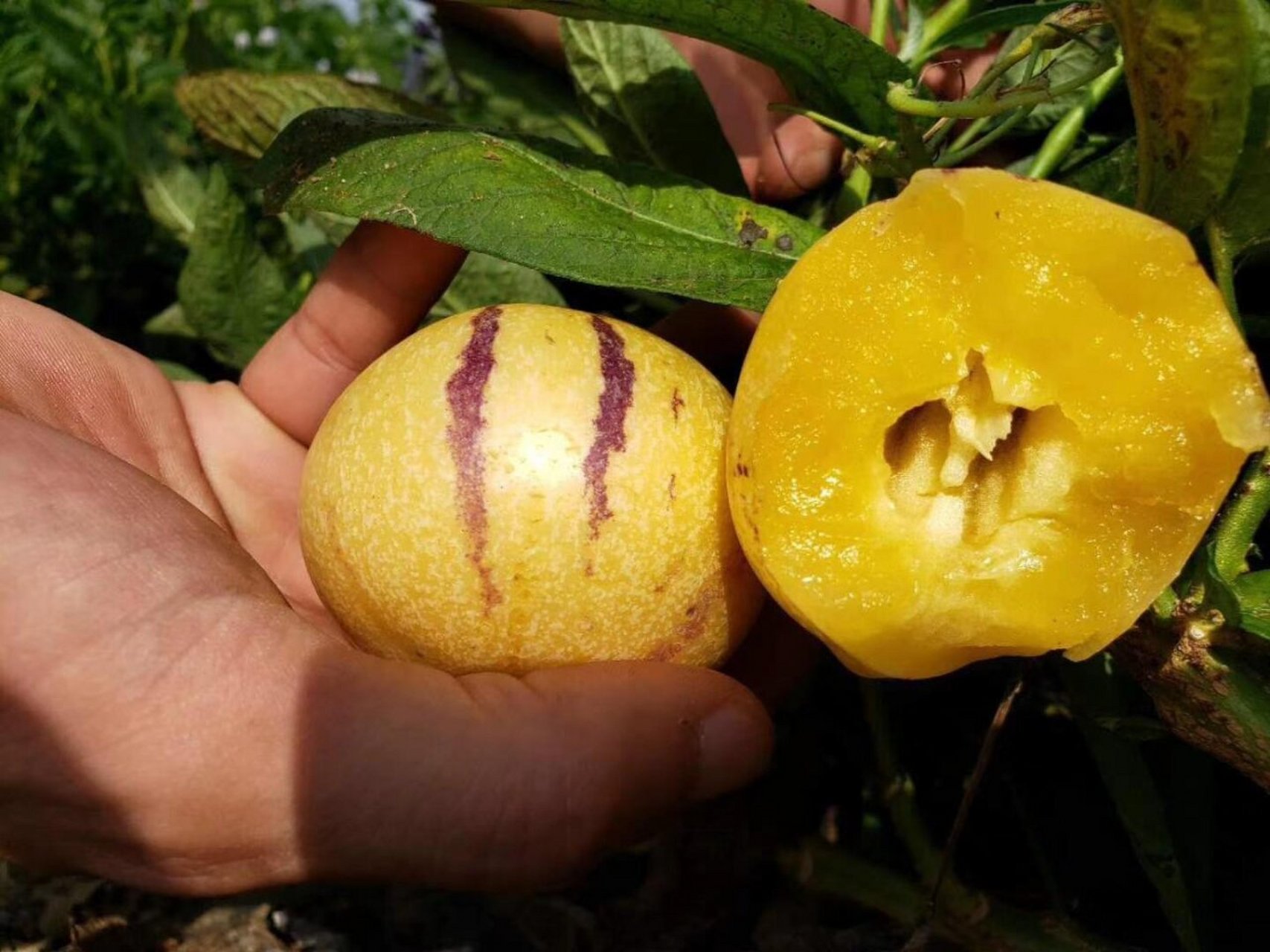 高蛋白,低脂,低糖,这是什么神仙水果!