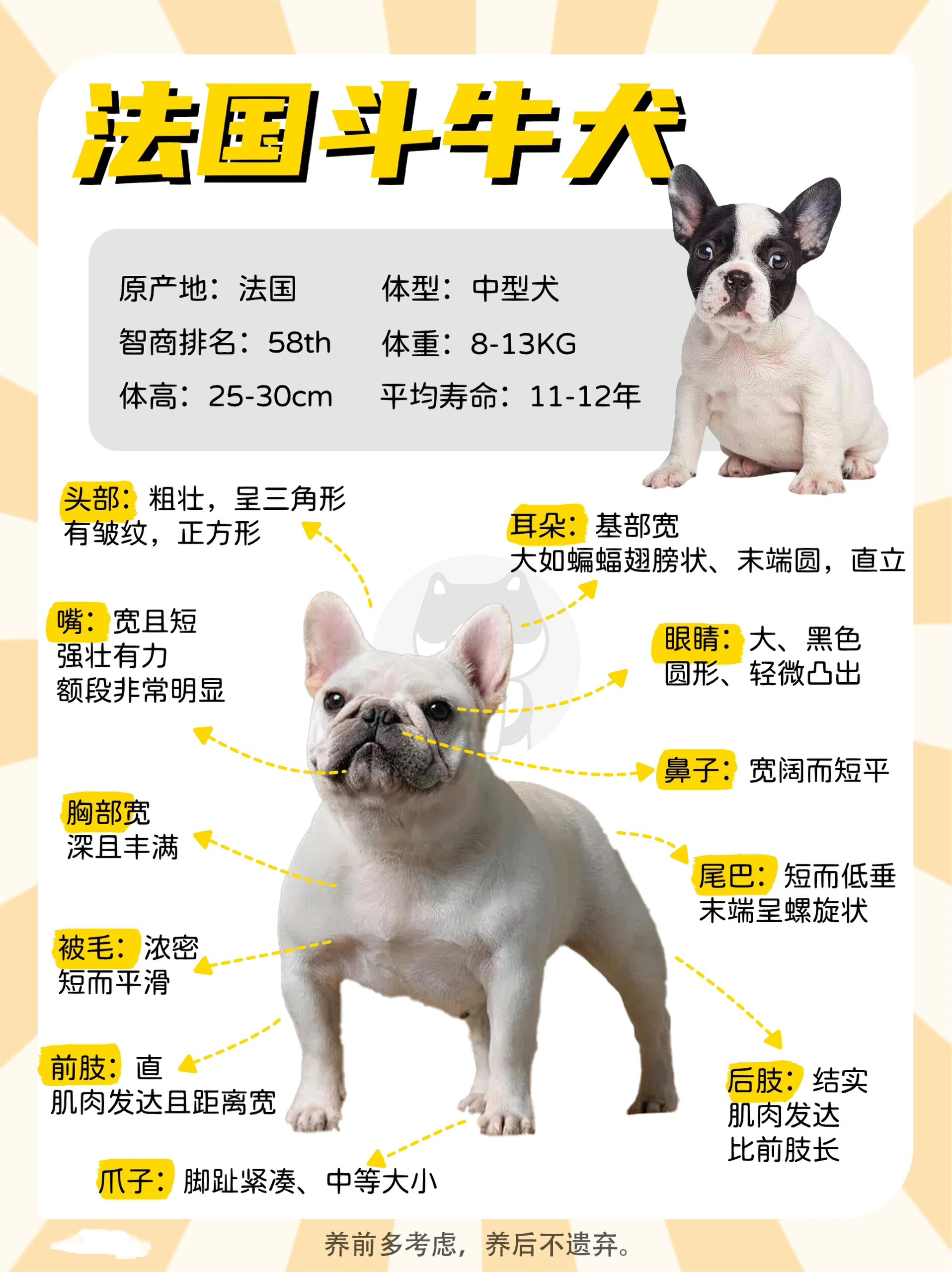 法国斗牛犬|呆萌的煤气罐罐并不好养!