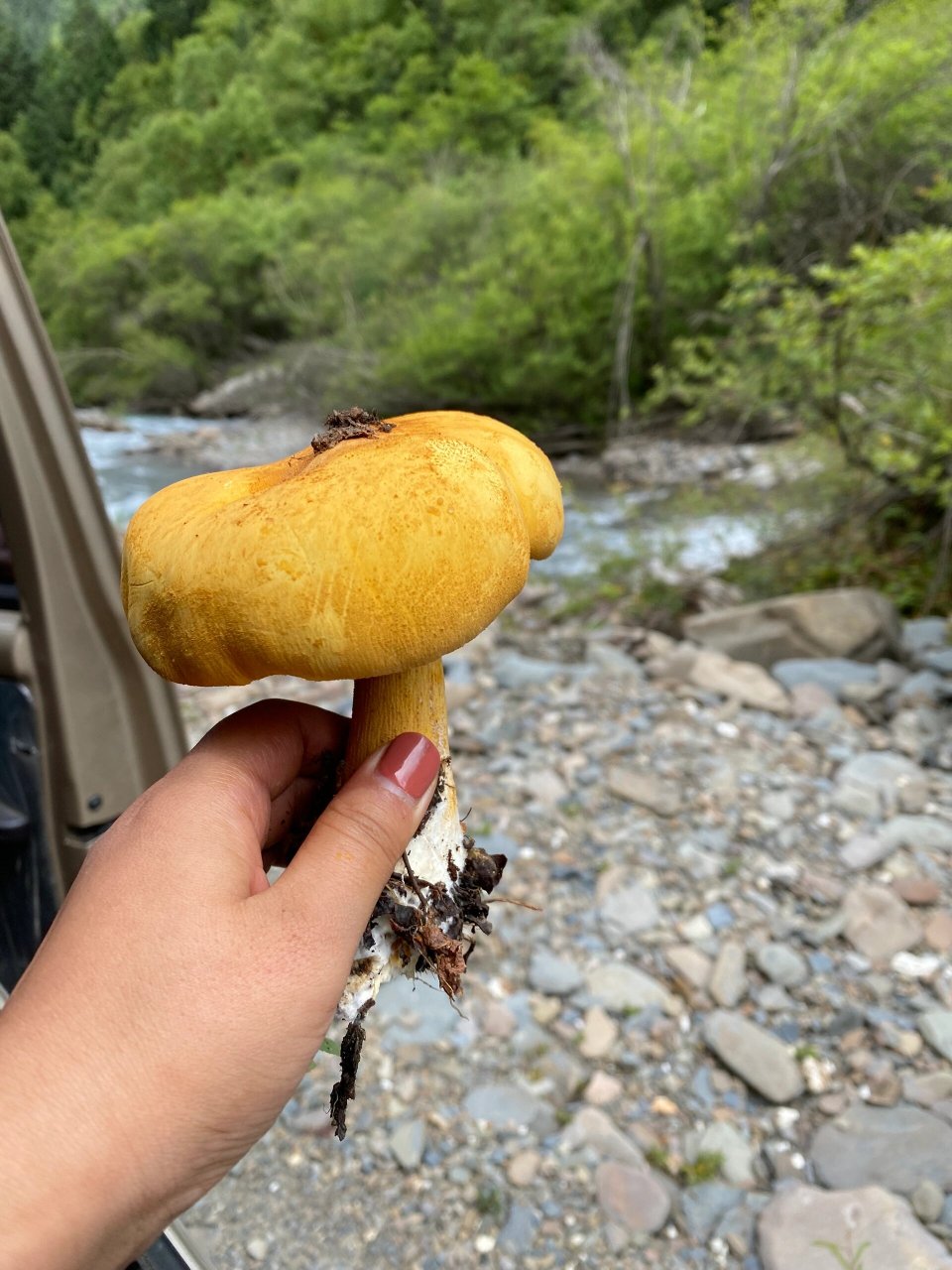 金盖鳞伞～美味～ 味道很像鸡枞诶