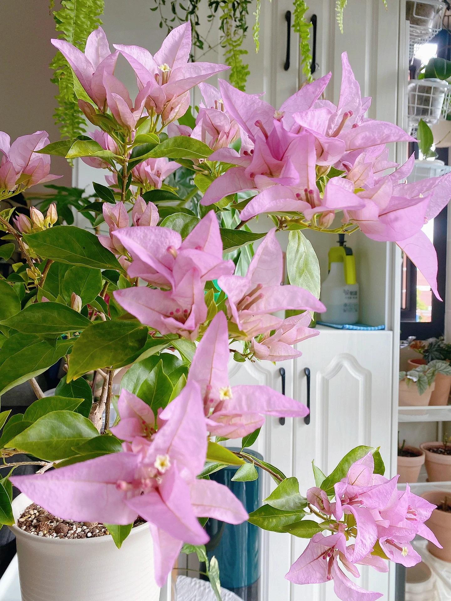 金夫人三角梅 枝条好硬很难塑形,只能靠修剪.