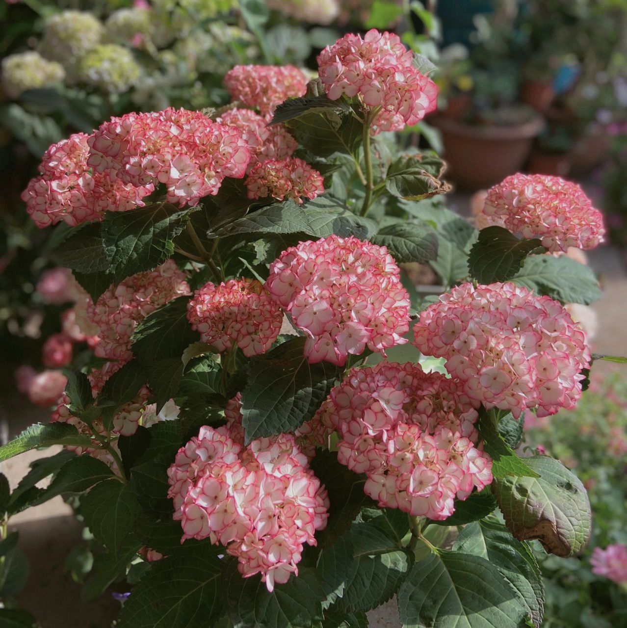 遮阴网也遮不住的美丽,绣球"塞布丽娜" 当初随便买的一个绣球普货品种