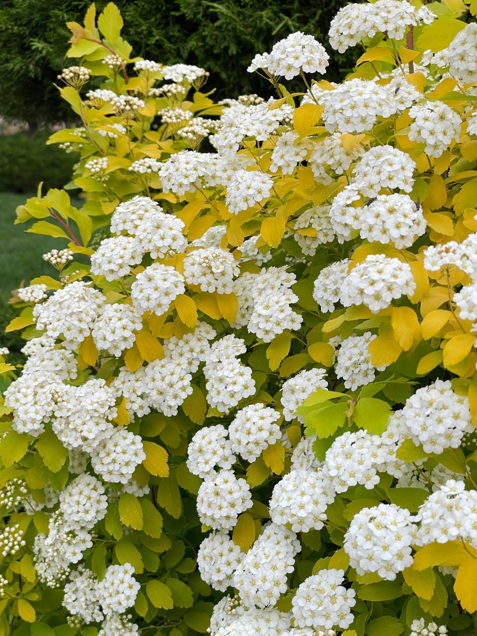 绣线菊:黄金喷泉 它还真和菊花没有任何关系, 而是属蔷薇科直立灌木.
