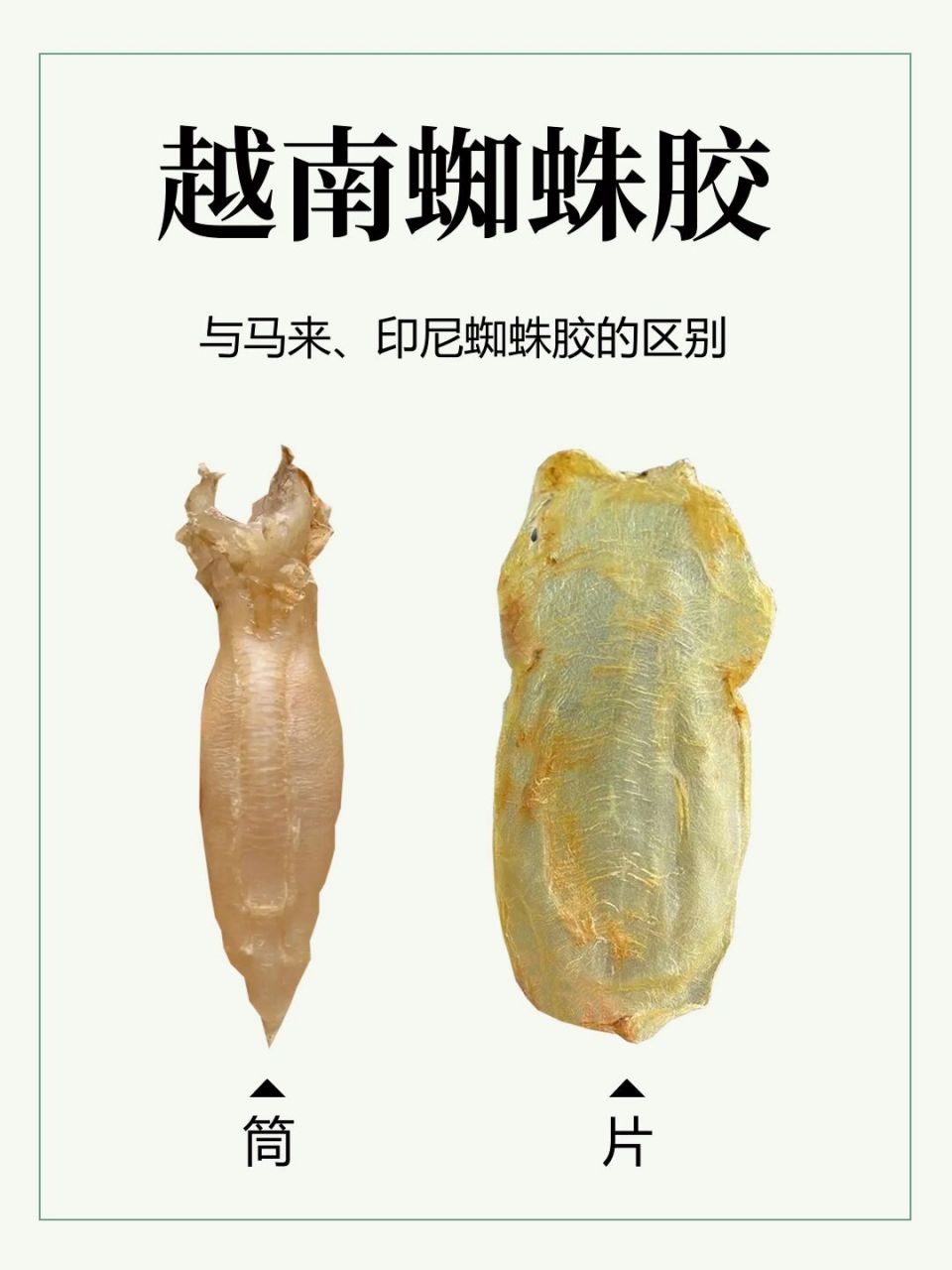 越南蜘蛛胶的特征和混淆品对比图 越南蜘蛛胶是取于自小磷波曼石首鱼