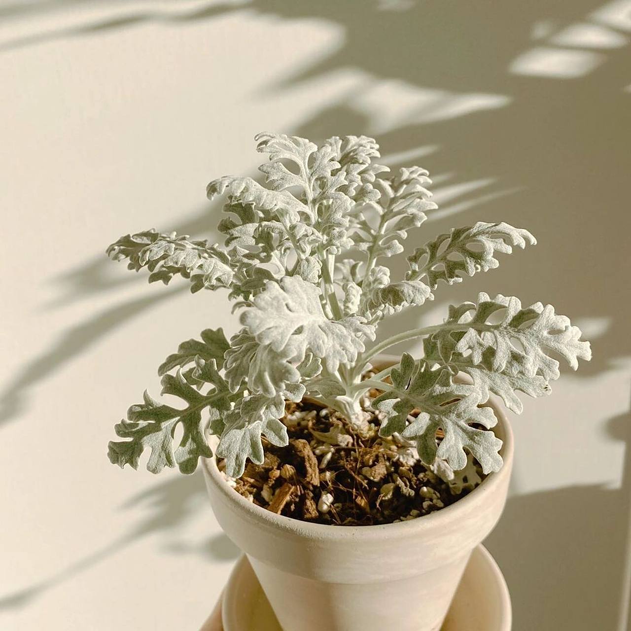 7615银叶菊是千里光属植物,原产自巴西,在国内路边的景观还是挺