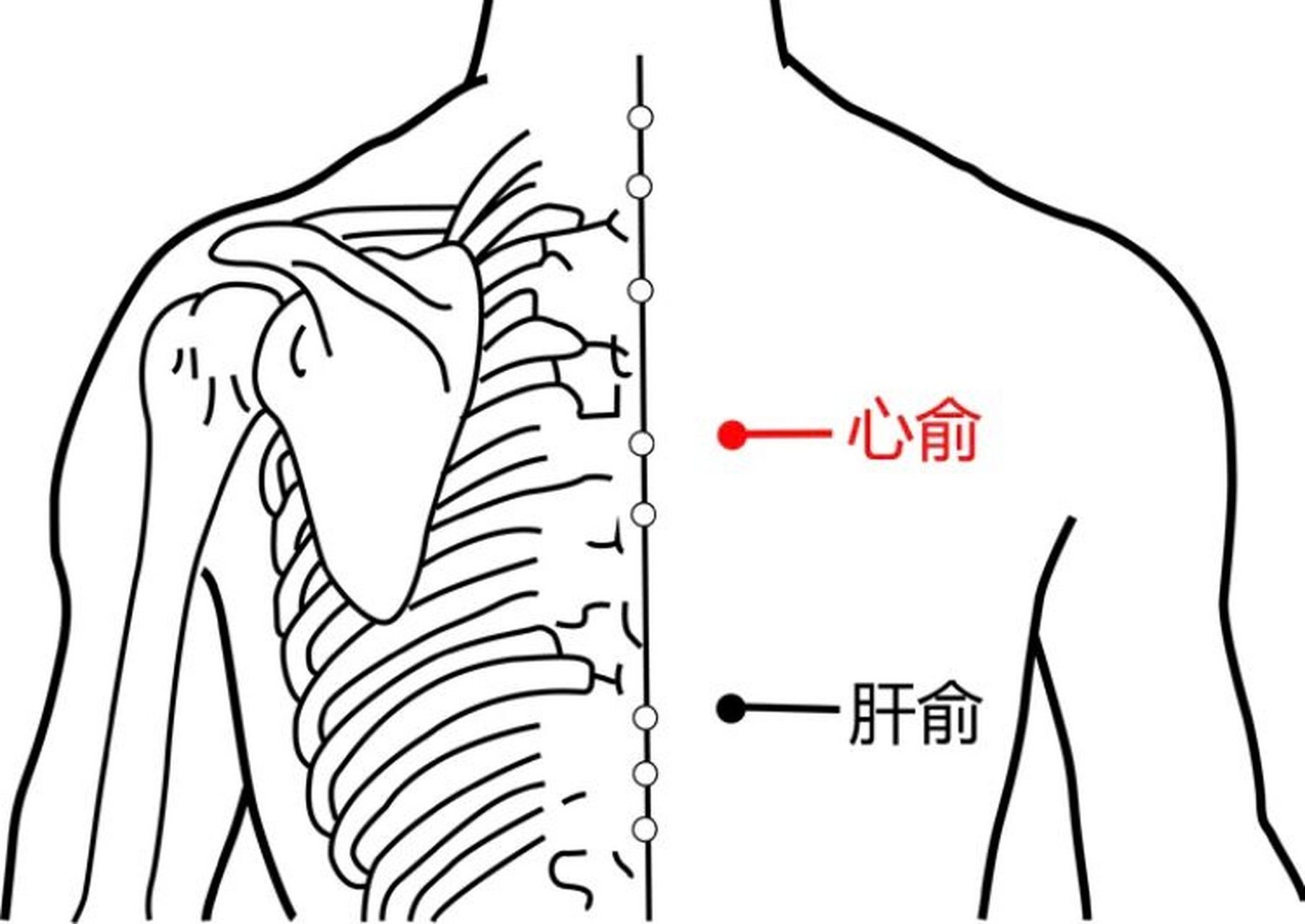 心俞是心的背俞穴.