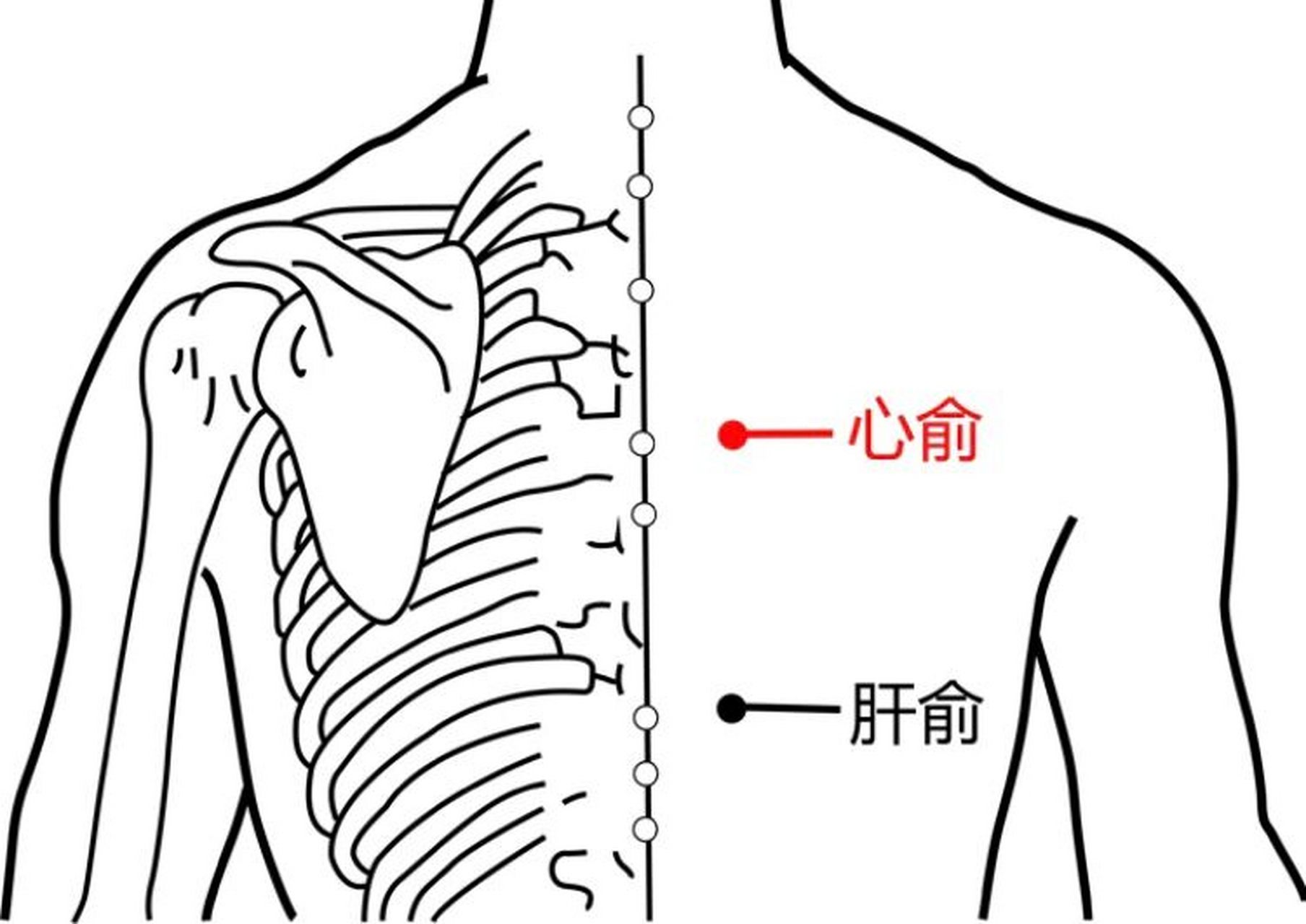 心俞准确位置图 图图片