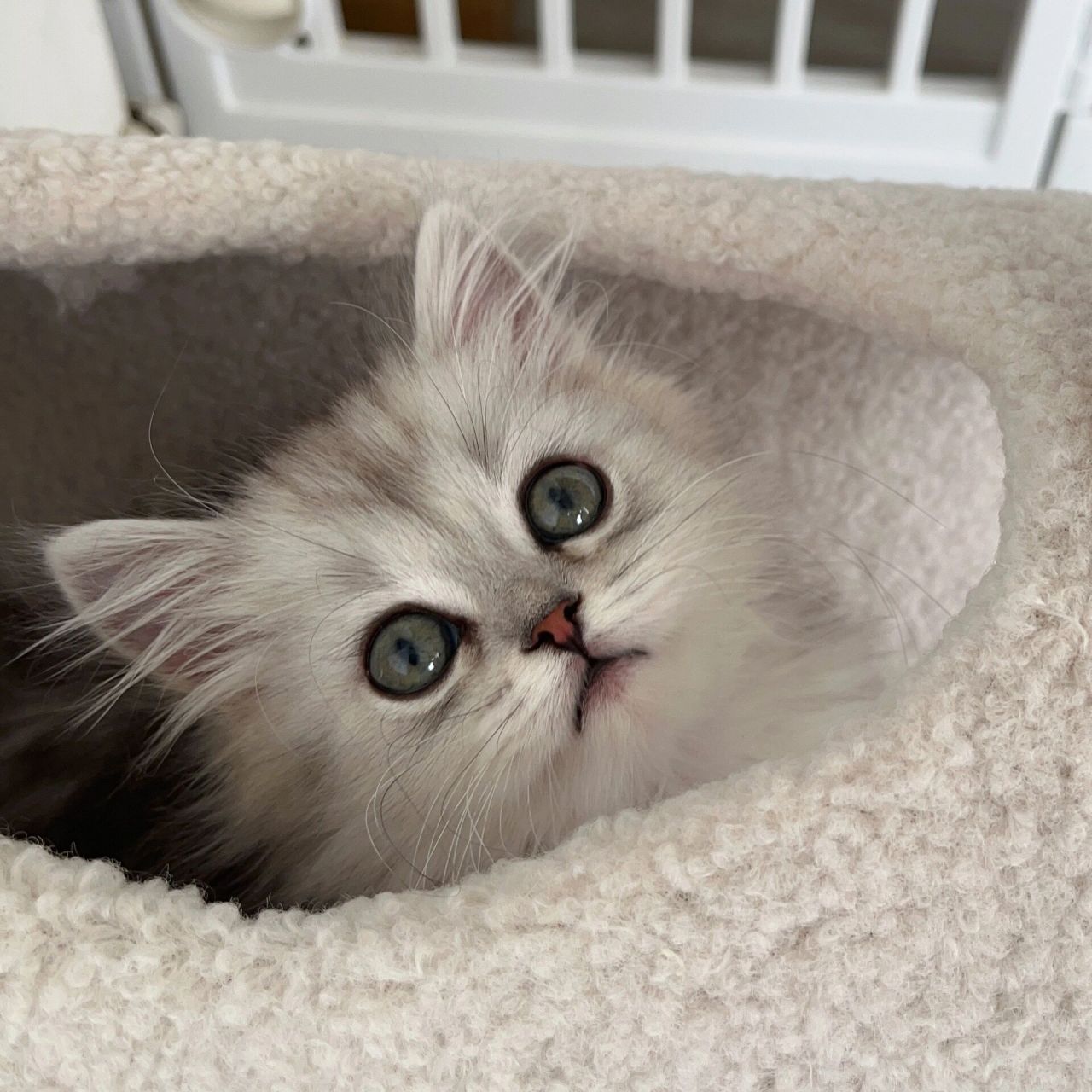 长毛银白高地猫 银白高地妹妹 长毛猫 两个半月的妹妹 甜美脸版 包